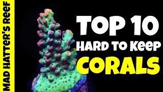 Top 10 Hard to Keep Corals