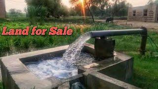 Agricalture land for sale in Tehseel Pattoki10:15 ka acar 60lakh acar03044554734 #agriculture #Viral