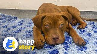 This Dog Was Abused Then Left Tied To a Bus Stop With a Broken Elbow| HAPP