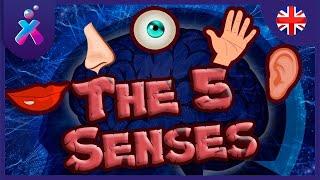 What Are The Five Senses? | Kids Videos | FlexFlix