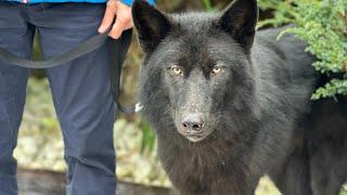 Un LOUP à La Méthode Gun ? Cet Old Inuit Dog est MAGNIFIQUE !