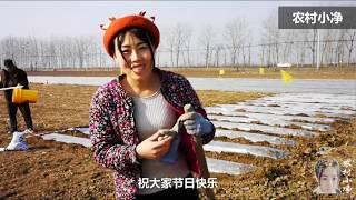 农村小净：农村女孩种芋头遭老爸批评，一旁的老妈说了啥？气的老爸扭头就走