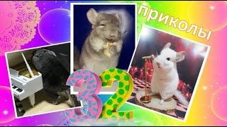 Лучшие приколы про ШИНШИЛЛ! Смешные ШИНШИЛЛЫ! Funny chinchillas#32