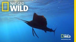 The Sailfish Frenzy | Fish Frenzy