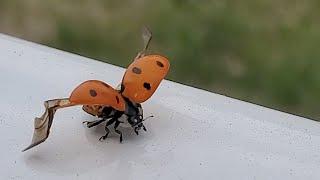 SLOW MOTION LADYBUG FLYING AWAY