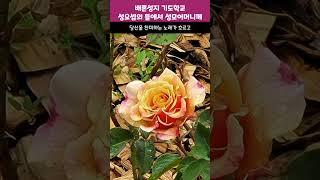 배론성지 기도학교 성요셉의뜰에서 성모님께 드리는 기도/배론성지 장미정원