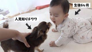 【初対面】チワワと実の姉の赤ちゃんが仲良くなるシーンが感動的過ぎた...