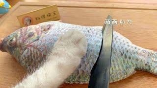 【料理猫王Cooking Cat】猫王做了红烧鱼还被主人套路？猫王反制 The cat cooked fish in brown sauce