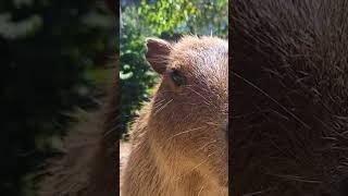Crappy Barbara | Sedgwick County Zoo