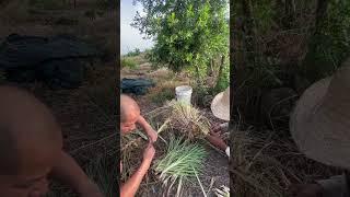 Transforming Wasteland into a Lemongrass Garden