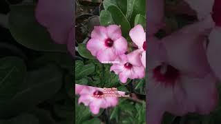 Adenium Flowers - The Most Beautiful Plants in the World|| #shorts #adenium