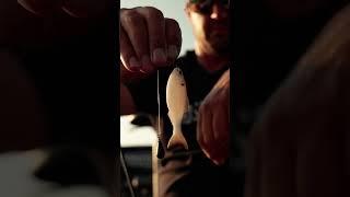 A fresh spin on one of the most dominant rigs in bass fishing #6thsensefishing  #fishing