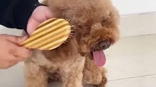 pet brush