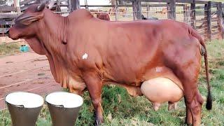 50 Kg Milking Biggest Udder Red Sindhi Cow || Brazilian Red Sindhi Cow || Best Desi Cow For Dairy