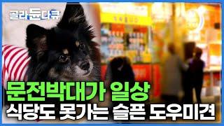 덩치는 소형이지만 대형견 보다 든든한 기특한 강아지┃청각장애인 주인 위해 24시간 선잠 자며 주인 옆을 지키는 구름이┃다큐 it┃#골라듄다큐