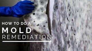 How To Do a Mold Remediation In Your Home