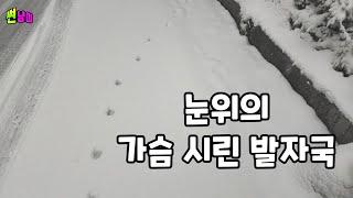 밥먹자 말에도 입맛 다시는 길고양이..시린발 조금이나마 덜 시리게 쉬어가렴