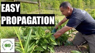 How To Easily Propagate Your Comfrey