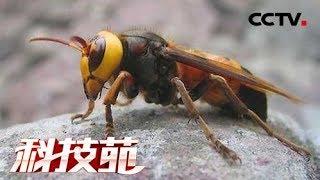 《科技苑》 “杀人蜂”巢穴巧生金 如何将金黄虎头蜂变摇钱树 20190617 | CCTV农业