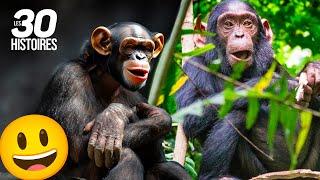 Ces chimpanzés sont réintroduits dans la nature, sauf que...  - Les histoires insolites