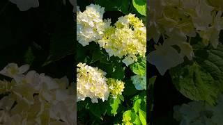 Beautiful Hydrangea Blooms #backyardgardening #homesteading #homestead #organic garden #vegan