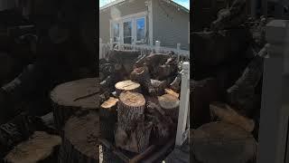 Free firewood for the #homestead