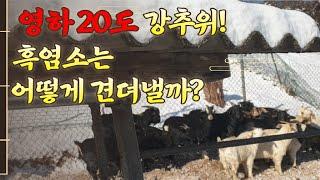 영하 20도의  한파를 흑염소는 어떻게 견뎌낼까?