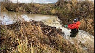 The Deadly Beaver Dam. Lucky It Not Collapsed!