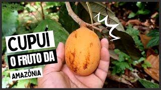 Cupuí, o fruto da floresta amazônica  quais frutos encontrar na Amazônia.