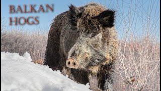 Balkan wild boar driven hunt during the winter in Bulgaria - BH 30 - big tuskcer hogs down