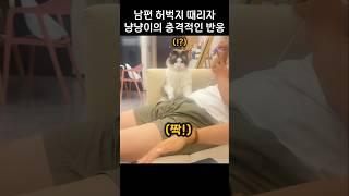 미운 남편 허벅지 때리자 냥냥이 반응