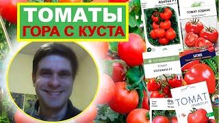 Горы Помидоров с Куста! Самые Урожайные Сорта, Которые Вас Удивят!