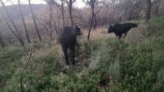 robo de vehículos en sierra de gata