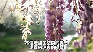 台灣常見有毒植物知識【紫藤】知識百科  - 地球題庫小學堂