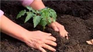 Vegetable Gardening : Tomato Gardening 101