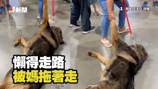 高加索犬懶得逛寵物展　到處找床躺、被媽拖著走XD｜寵物｜狗｜大型犬｜精選影片