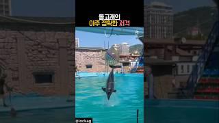 카메라 맞추는 돌고래 #동물 #돌고래