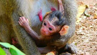 I am hungry! A newborn baby monkey one day old need fresh milk