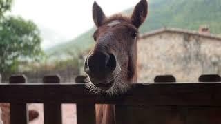 Amanece en Fundación Santuario Gaia y comenzamos con los desayunos