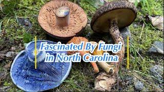 Fascinated By Fungi on North Carolina (Foraging/Nature Walk)