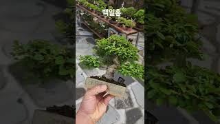 #백일홍#배롱나무분재#백일홍분재#백일홍꽃#소품분재#bonsai