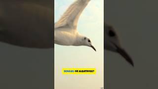 Seagull vs Albatross: Spot the Differences!