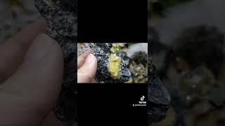 黑云母片共生黄碧玺原石  Biotite With Yellow Tourmaline