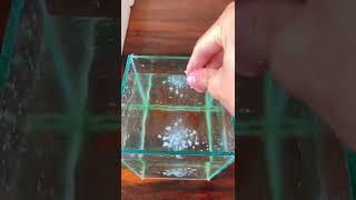 Những sai lầm khi mới mua cá  - mistakes when raising fish #menuoica