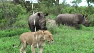 LIONS get 'gateCRASHED'. PYTHON eats IMPALA