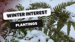  Garden Tour and Plants for Winter Interest 