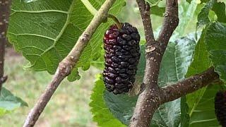 Tice mulberry tree central Florida zone 9B 10/30/24