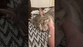 Sleepy kitty taking a lazy nap #cat #funny #shorts #trending
