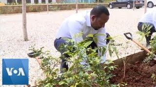 Ethiopia Prime Minister Abiy Ahmed Plants Trees in Addis Ababa