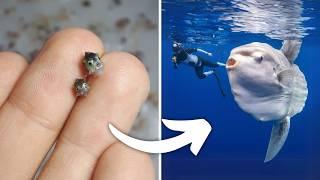 10 Animals You've Probably Never Heard Of!